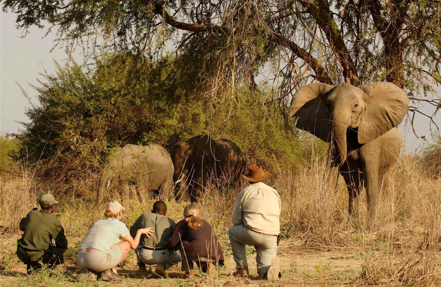 Swap dog walks for walking safaris