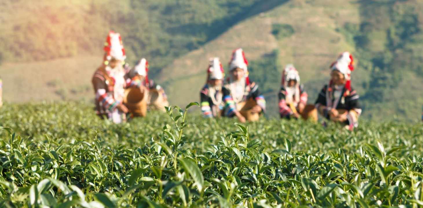 Hloyo Akha Hilltribe Experience