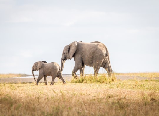 Luxury Safaris South Africa