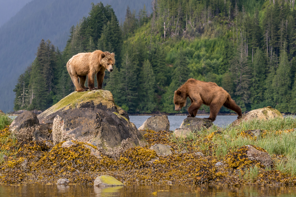 Bear Watching in Canada