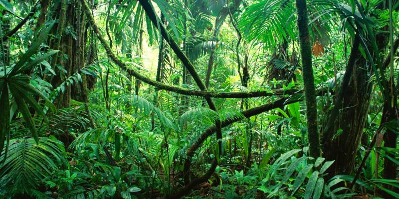 Experience Corcovado National Park
