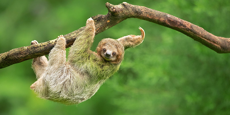 A brown throated three toed sloth hanging from a tree branch