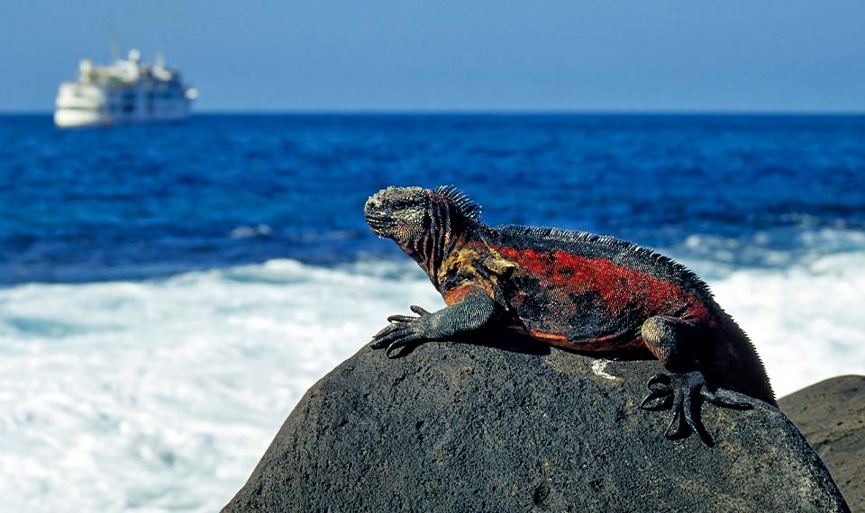 A Guide to the Galapagos Islands
