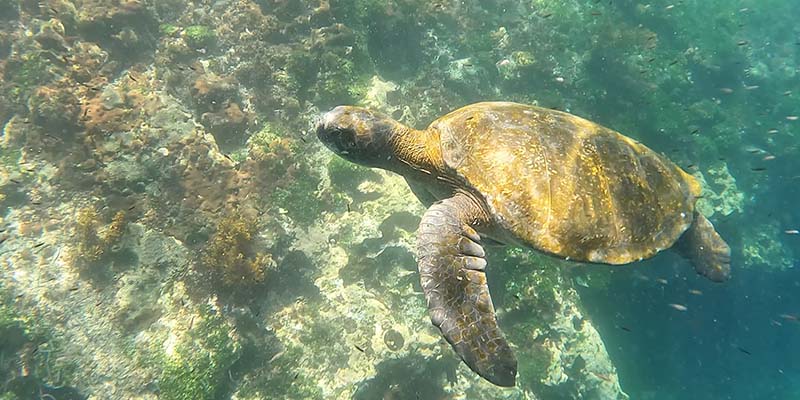 A snorkeller’s view of a sea turtle