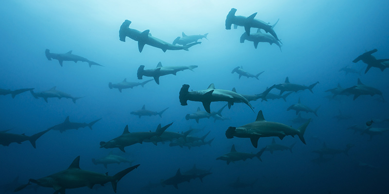 A herd of hammerhead sharks swimming
