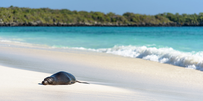 A seal lying on the shore