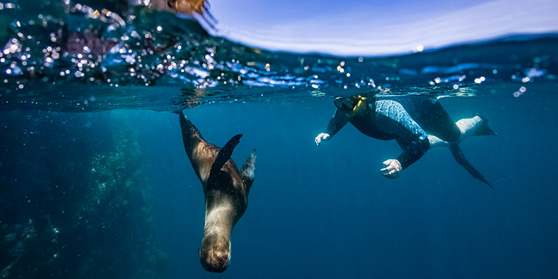 Snorkelling in the Galapagos