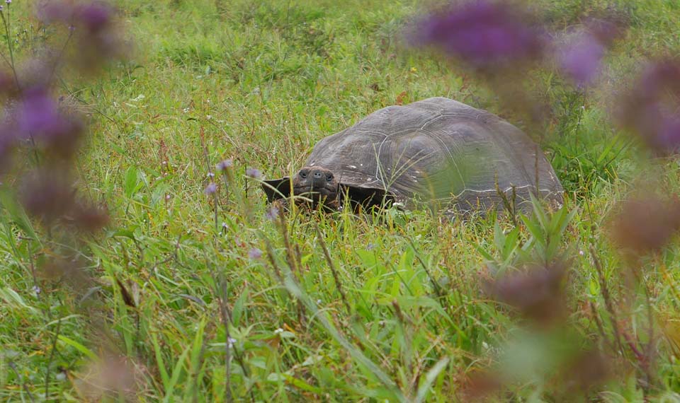 Sustainable Tourism in the Galapagos