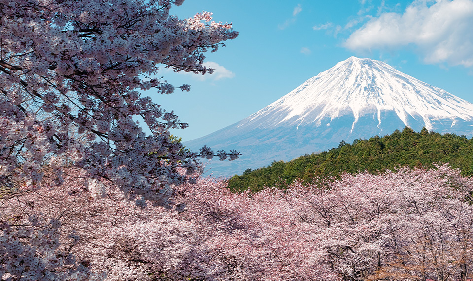 Cherry blossom trees in front of Mt. Fuji