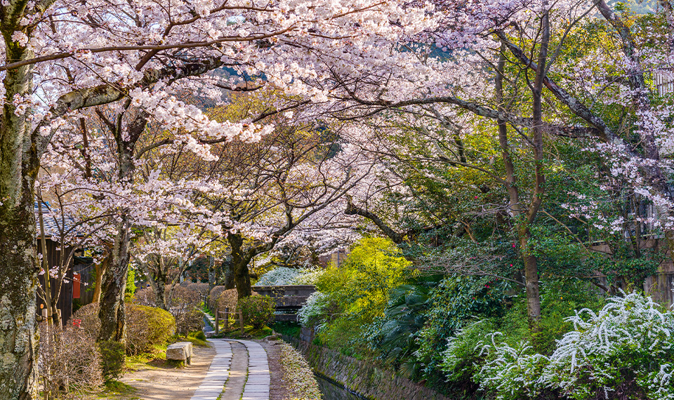Philosopher’s path lined with cherry blossom trees