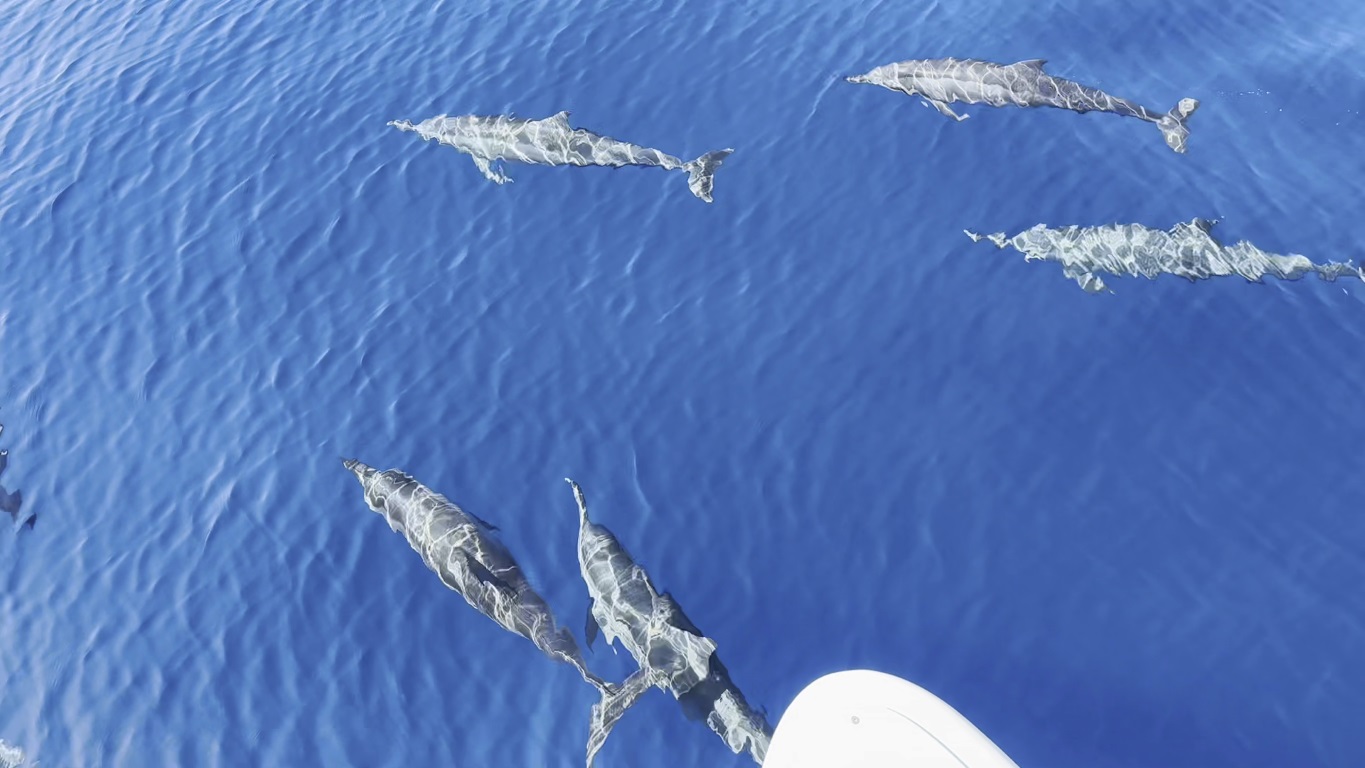 a group of dolphins in the ocean