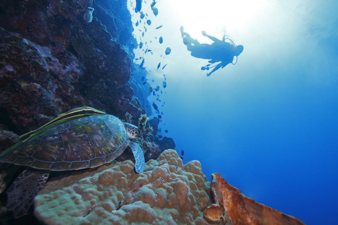 Maldives Marvellous Marine Life