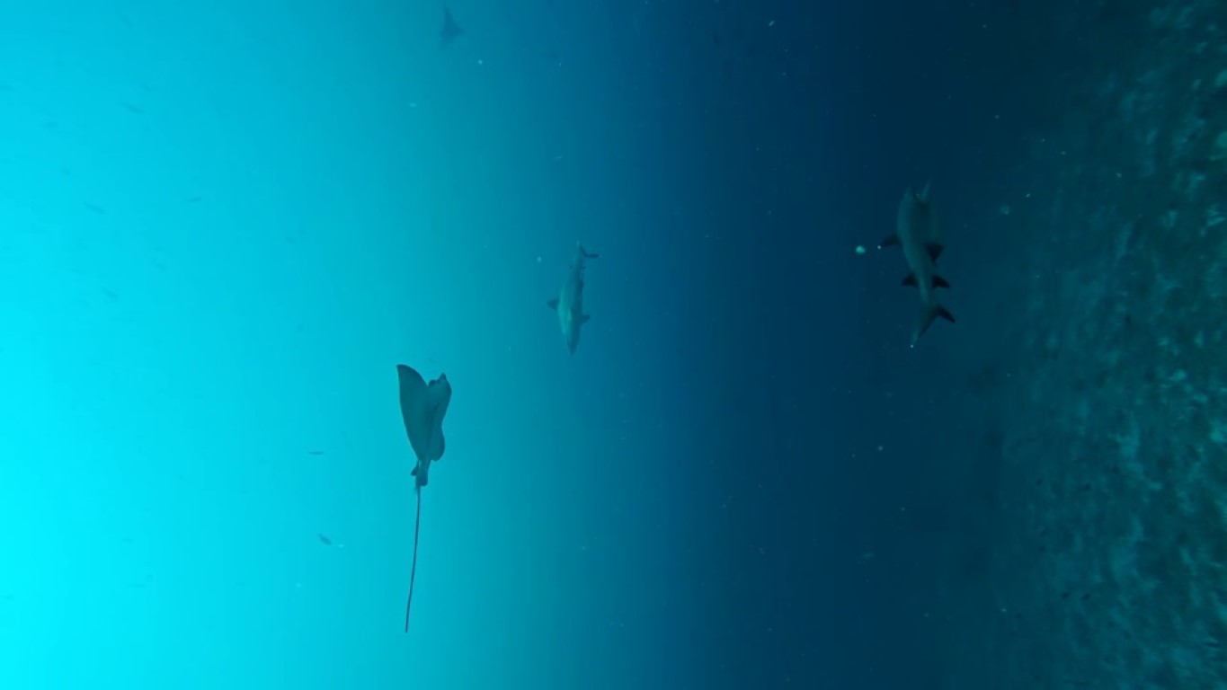 Reef sharks with sting ray in the ocean