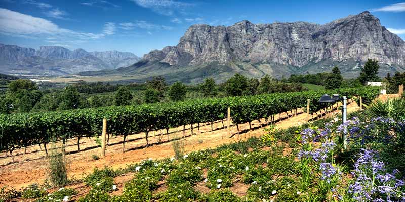 An image of a vineyard with a rocky mountain in the background