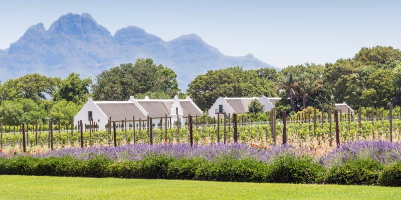 A wide-angle shot of a vineyard with a mountain in the background