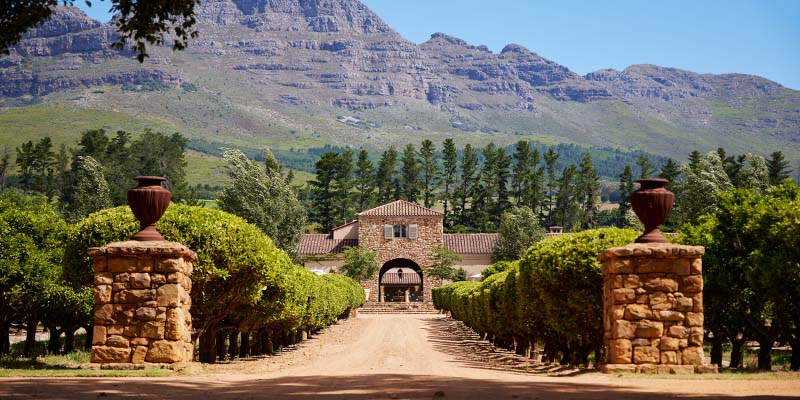 A long hedge-lined walkway up to a wine estate