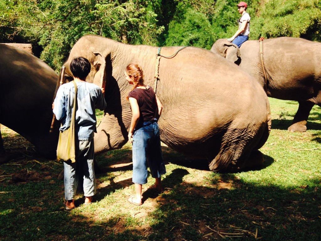 People interacting with elephants in Thailand