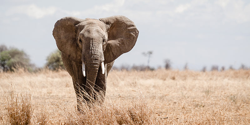 Expert Eyes on Africa