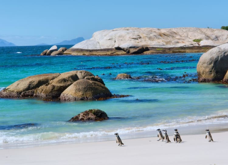 Penguins on Boulders Beach in Cape Town, South Africa