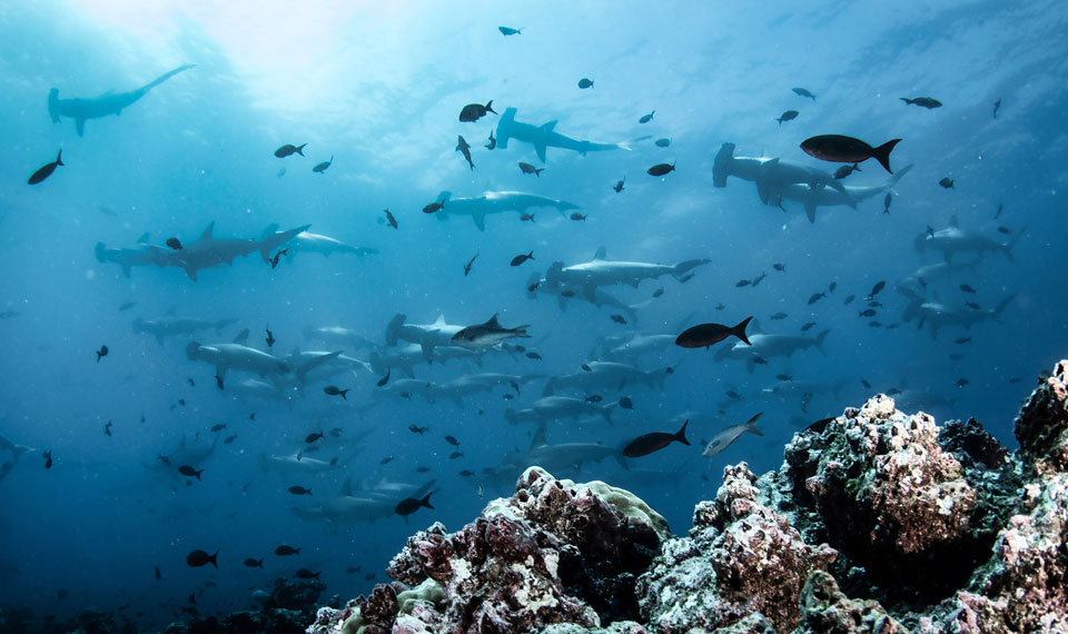 Galapagos Islands