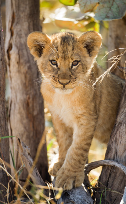 Chobe National Park, Botswana