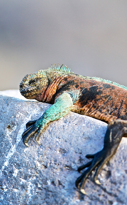 Marine Iguana, Ecuador