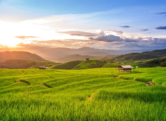 The countryside rolling hills of green
