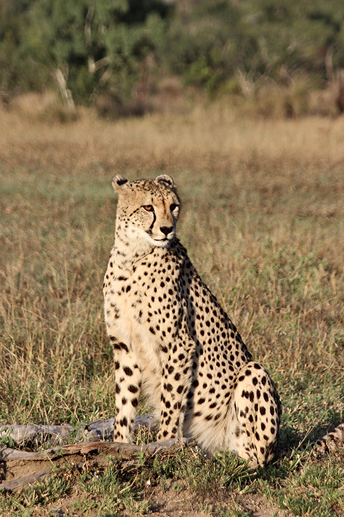 Cheetah in the savannah