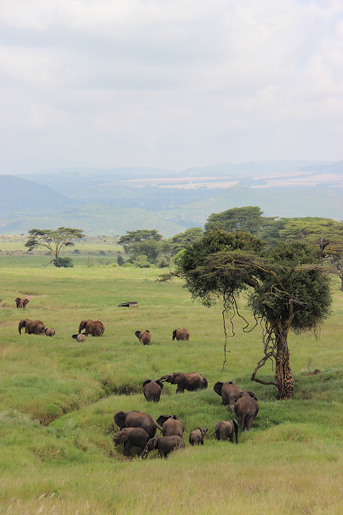 Elephants on a plain