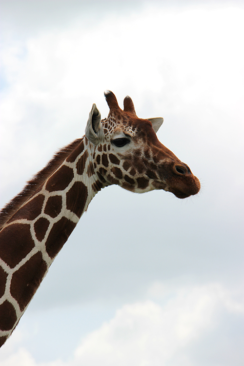 Giraffe looking at the camera