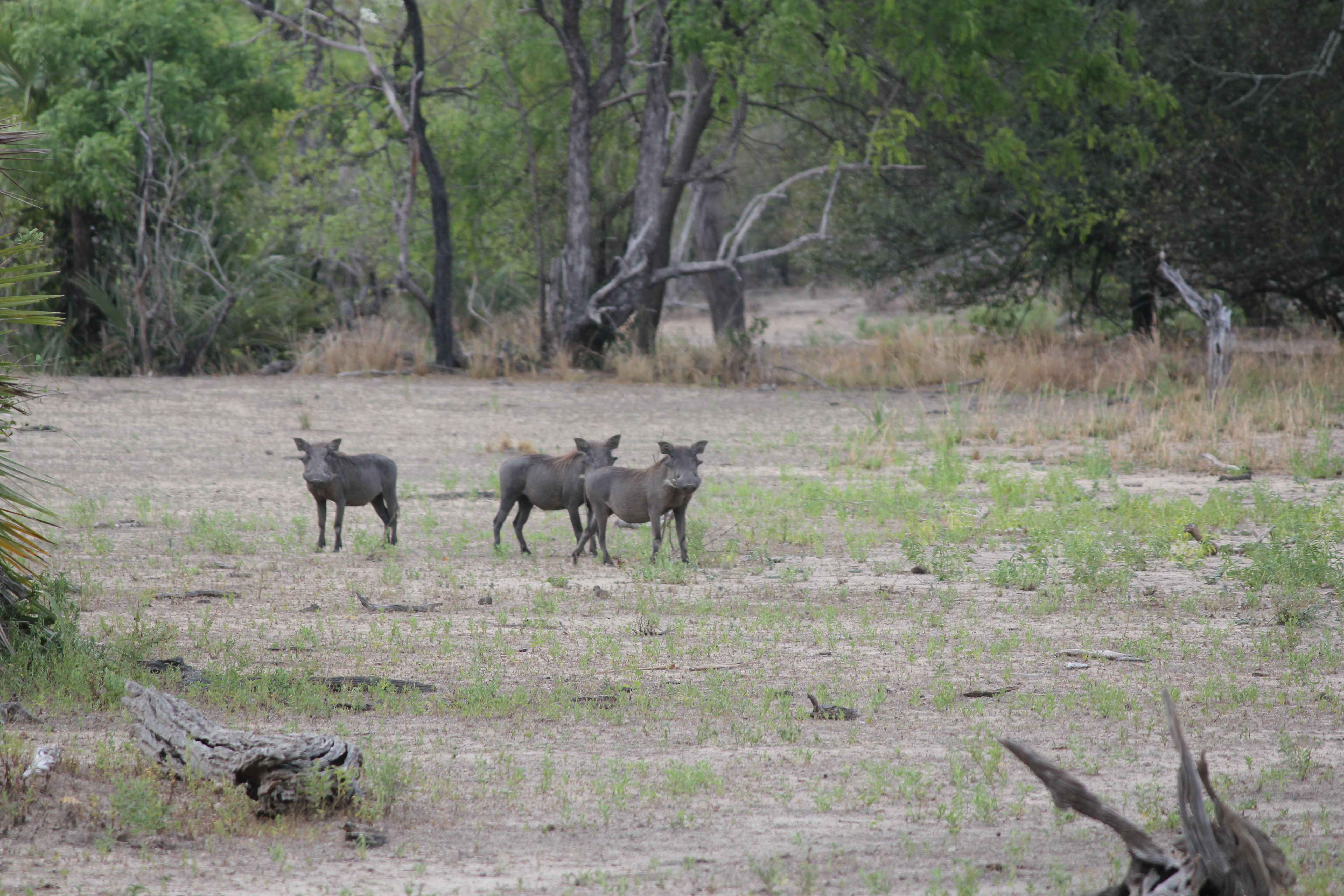 Warthogs