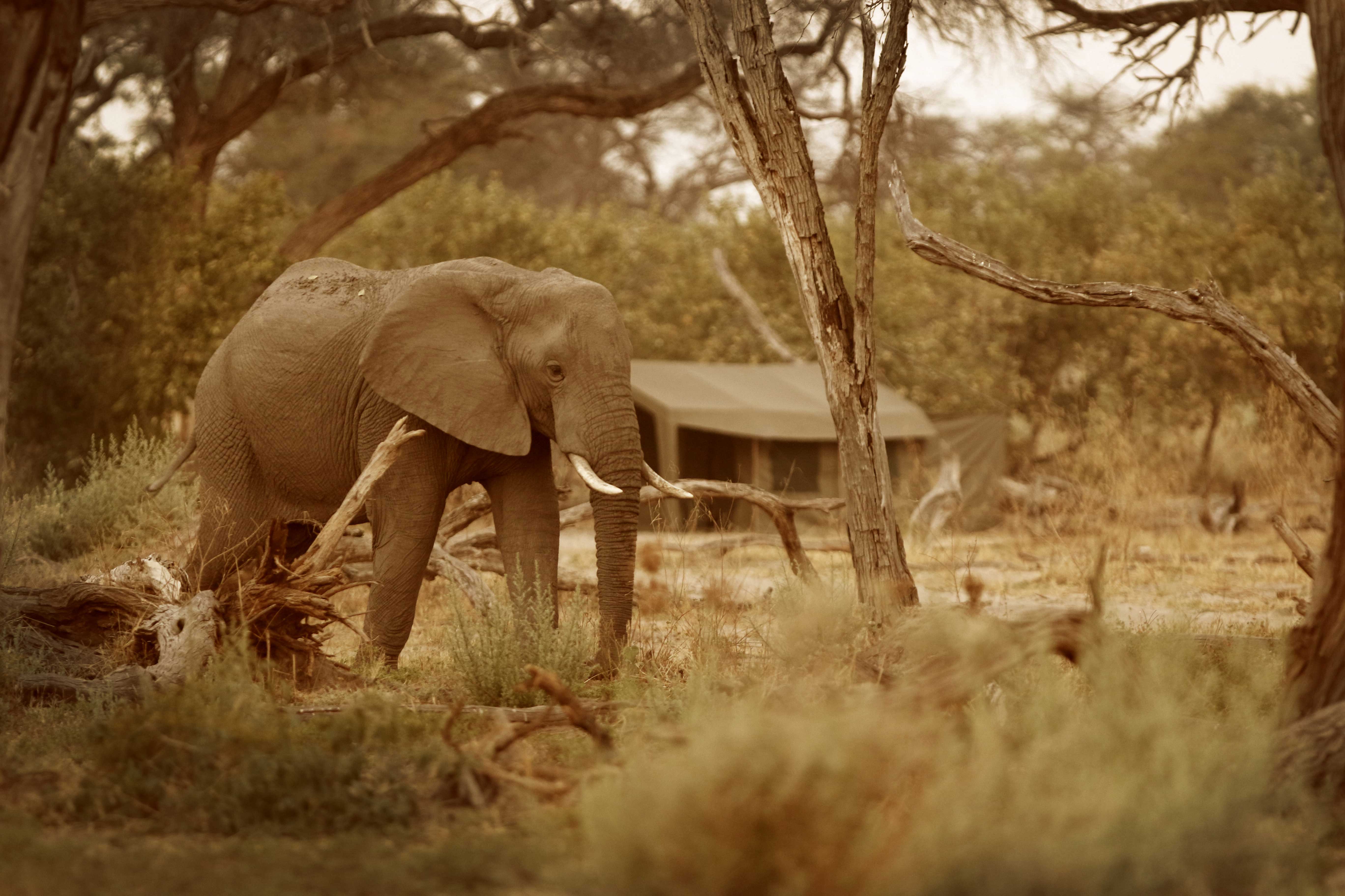 Elephant spotted near camp