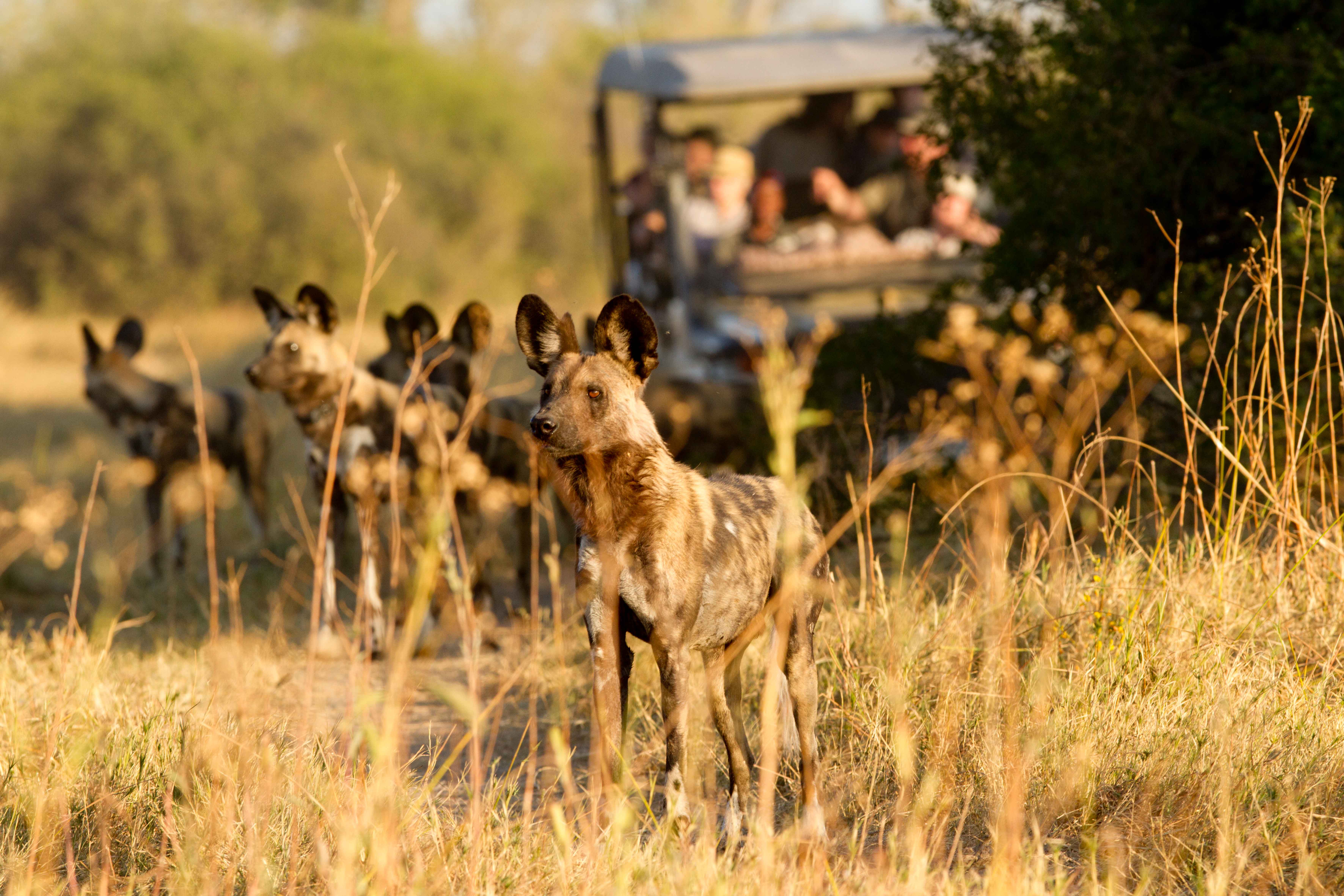 Letaka vehicle and wild dogs