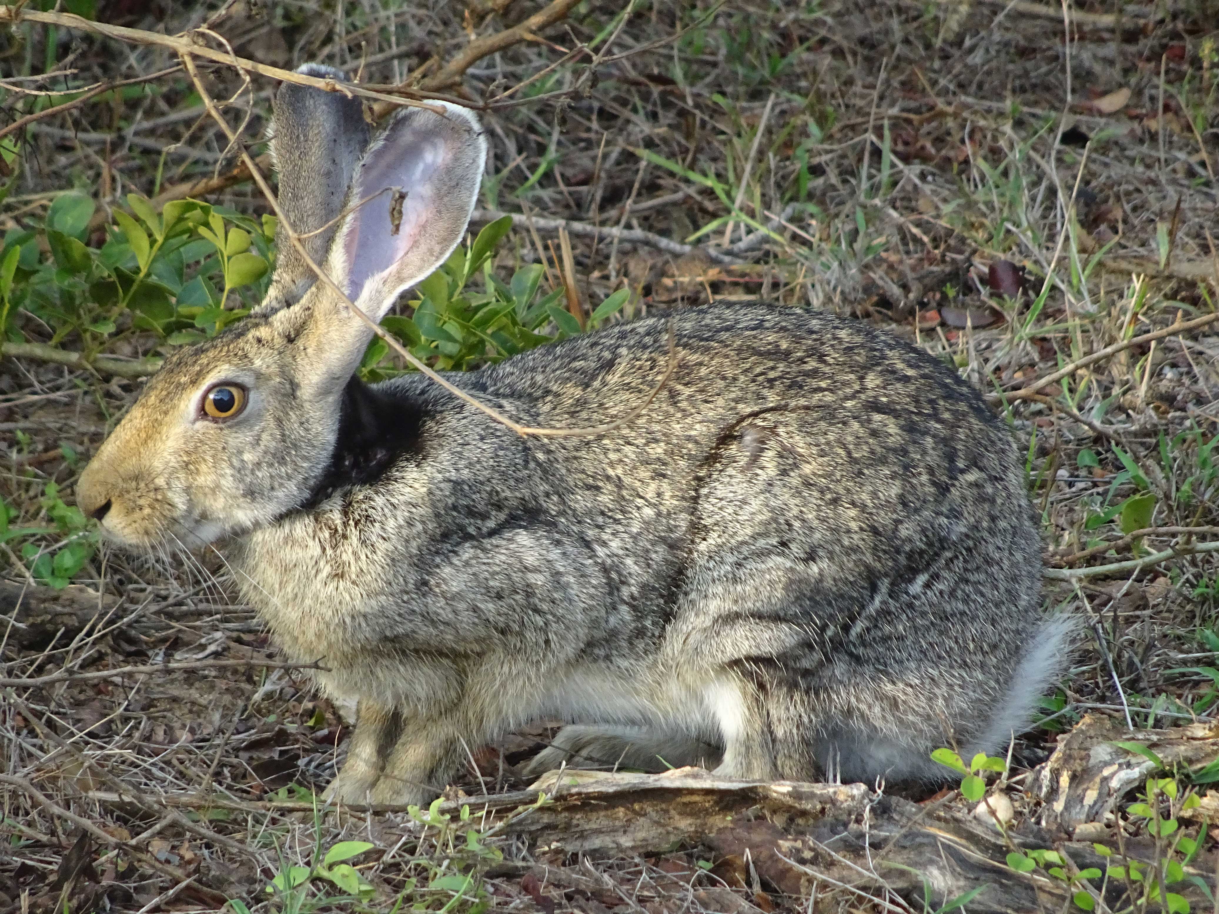 Hare