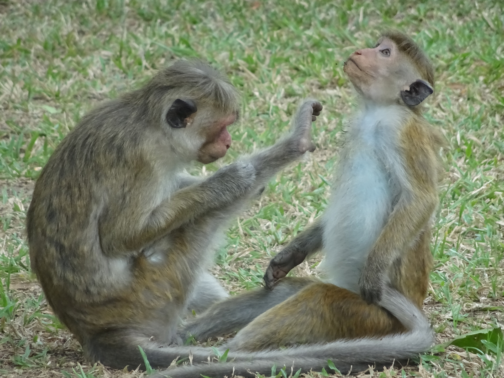 Monkeys