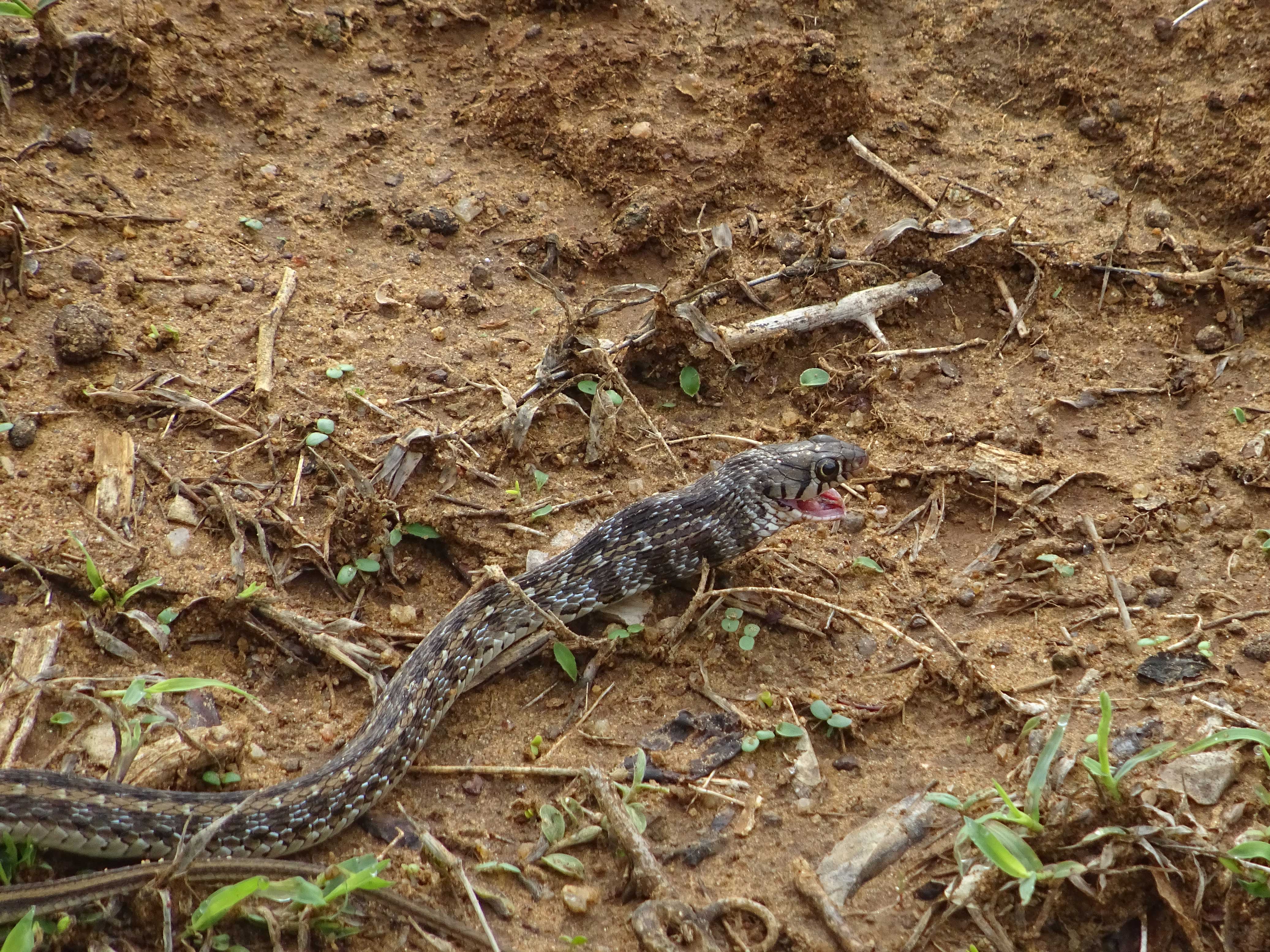Snake