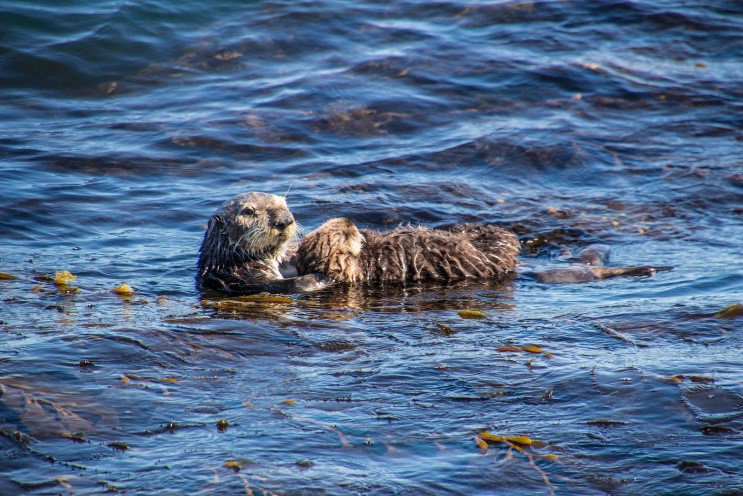 Monterey