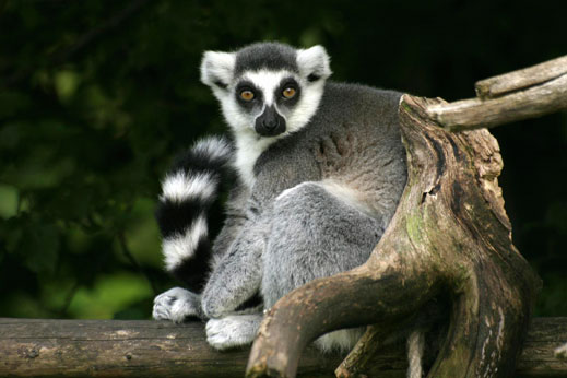 Ring-tailed Lemur