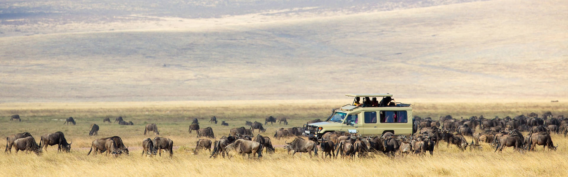 Our Top Tips for Your Best Safari
