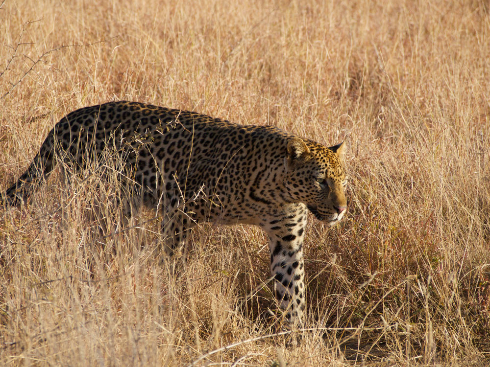 Spotting big cats in Madikwe