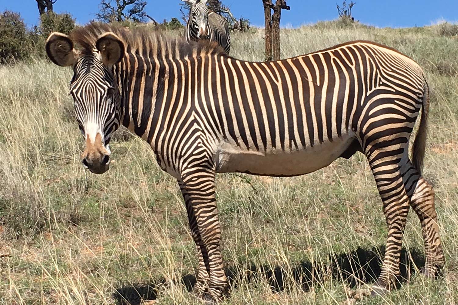 Zebras