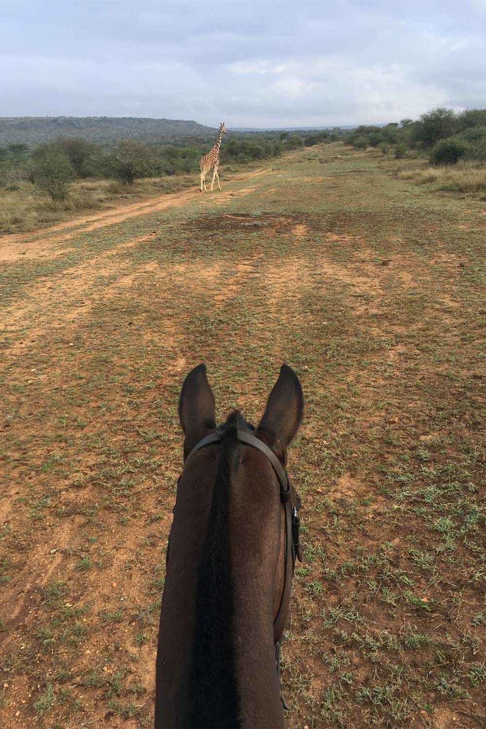 Giraffe+Horses