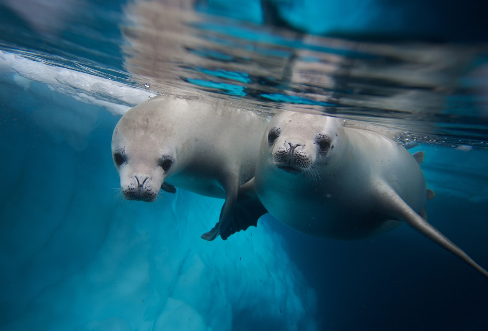 Seals