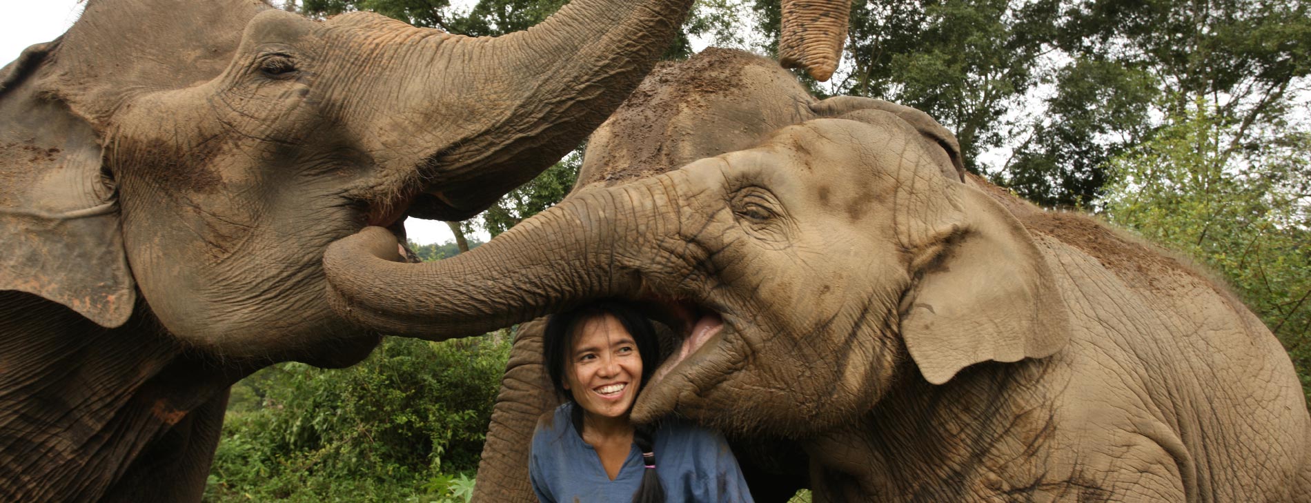 The insider: Saving Asia’s Elephants