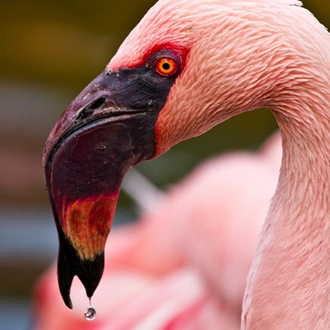Flamingo migration in Botswana