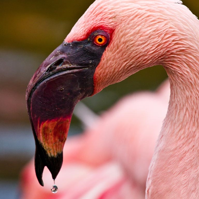Flamingo migration in Botswana