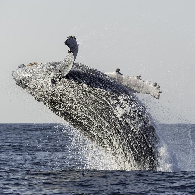Whale migration in Hermanus, South Africa
