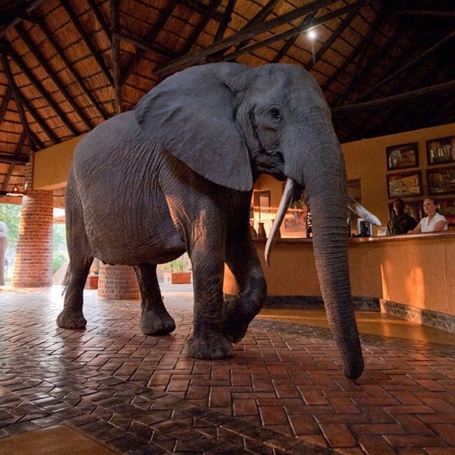 Mfuwe Lodge