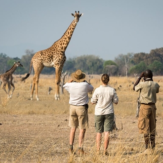 Spotting giraffe on a walking safari