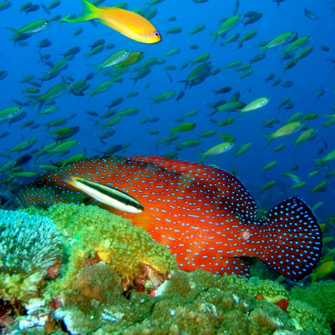 Fish in Zanzibar's Fundu Lagoon